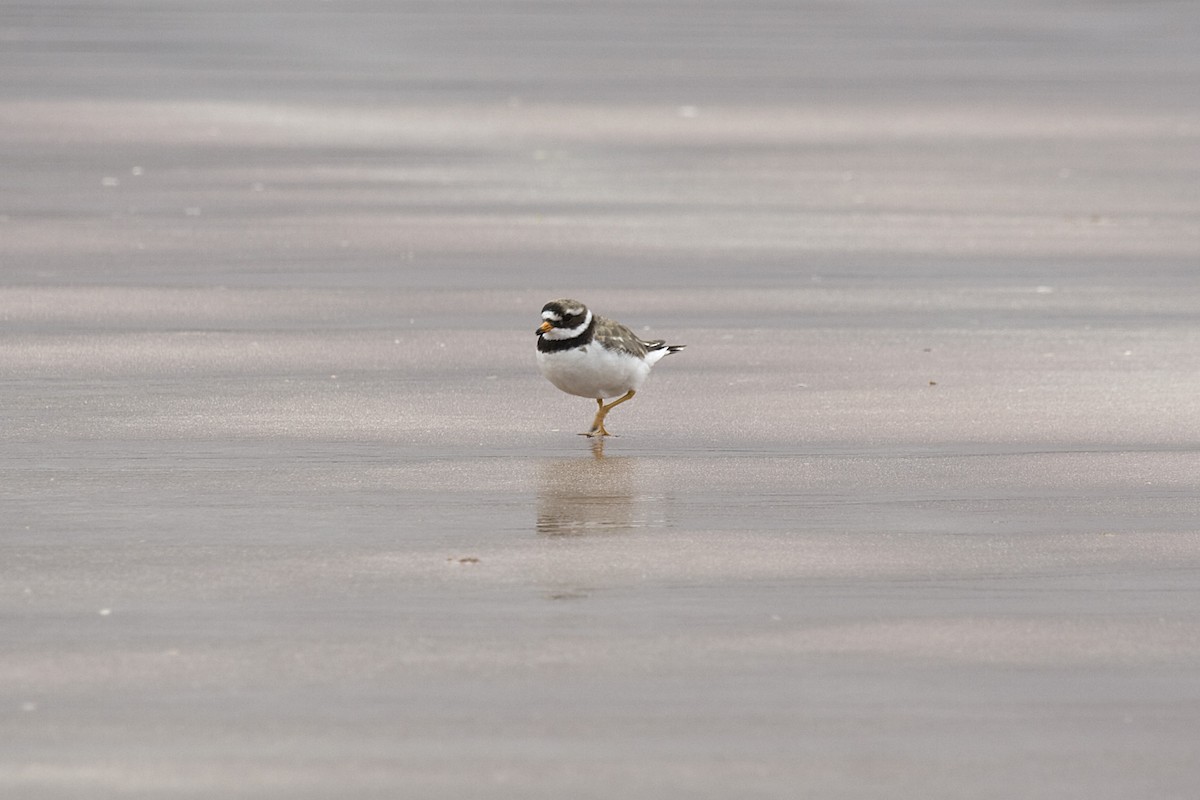 Common Ringed Plover - ML613222814