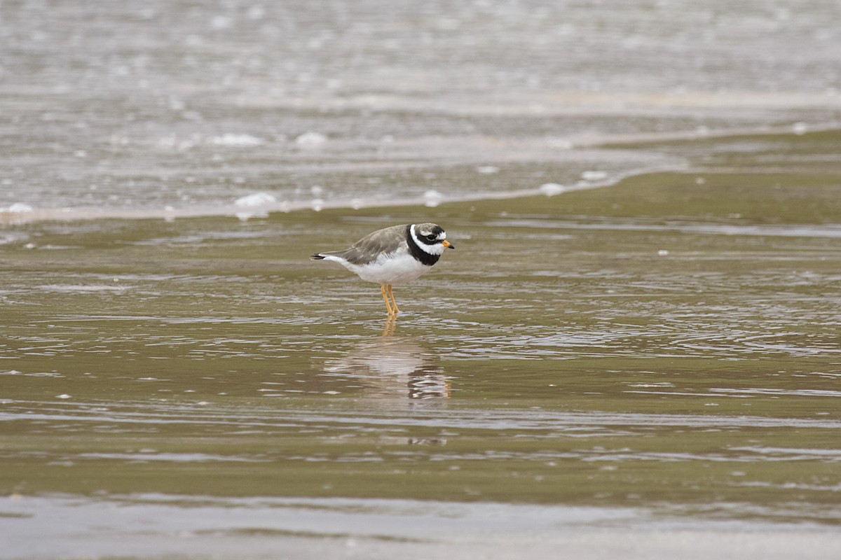 Common Ringed Plover - ML613222815