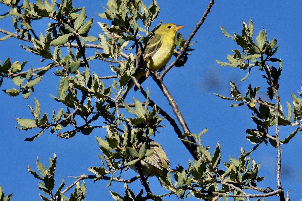 Western Tanager - George Gibbs