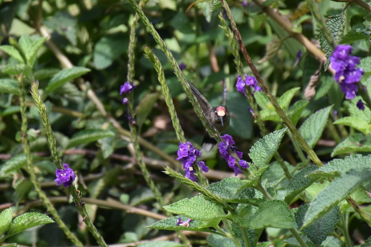 Colibri du Tolima - ML613222891