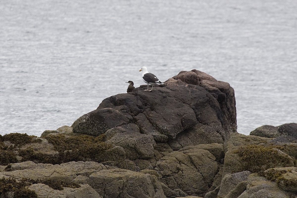 Great Black-backed Gull - ML613222922