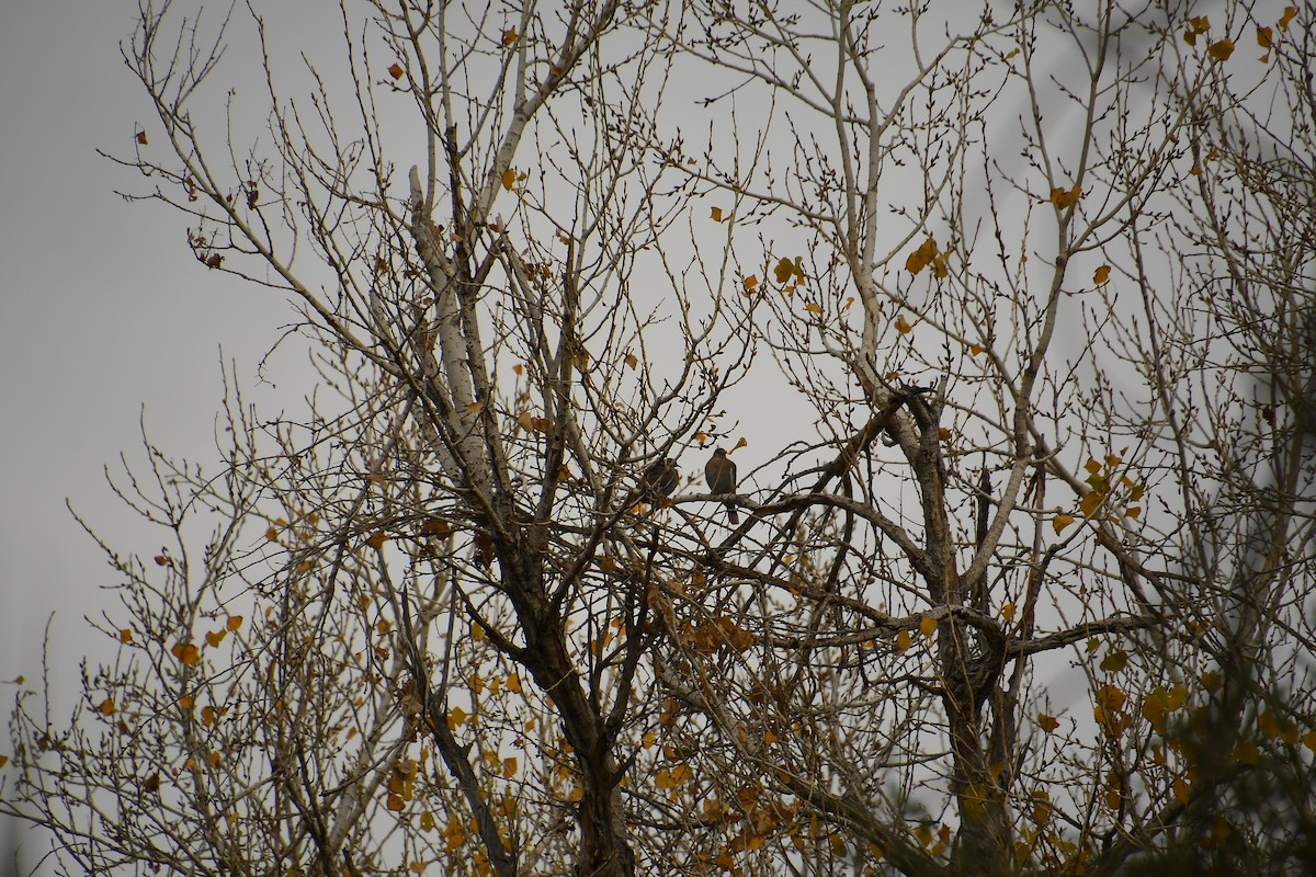 White-winged Dove - ML613222928