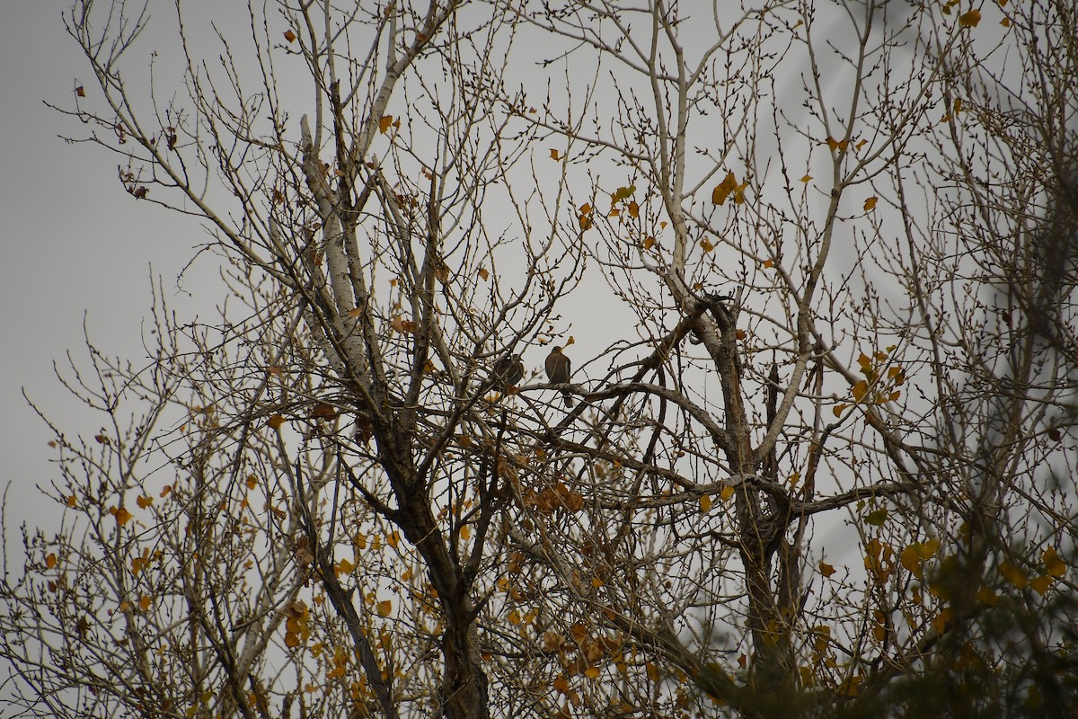 White-winged Dove - ML613222933