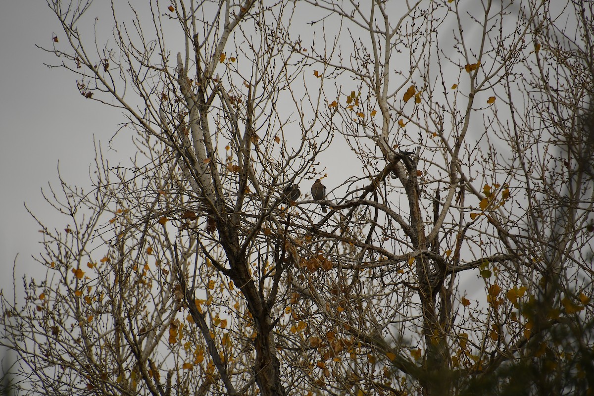 White-winged Dove - ML613222934