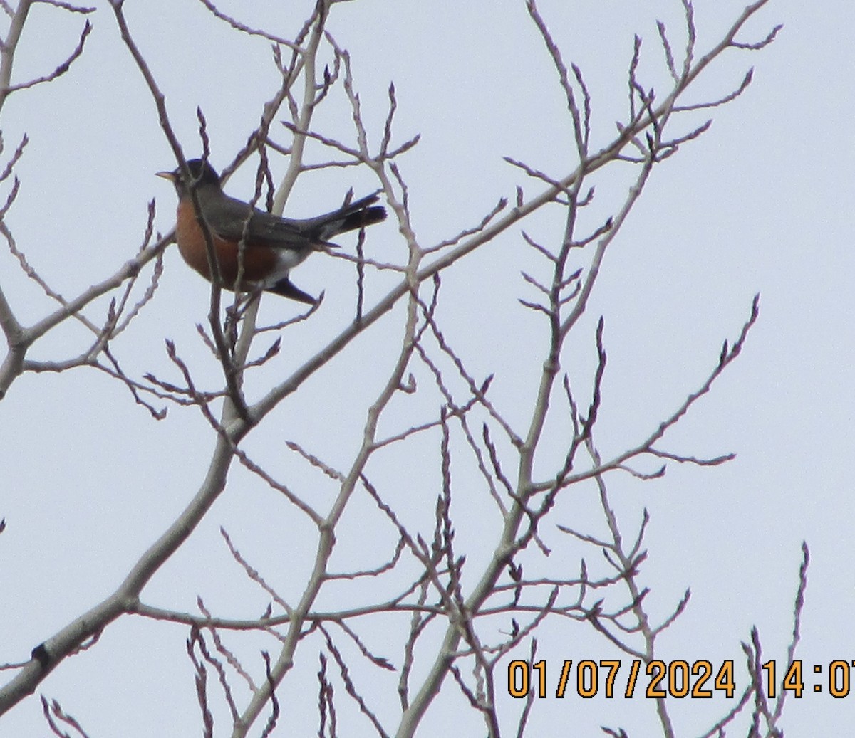 American Robin - ML613222967