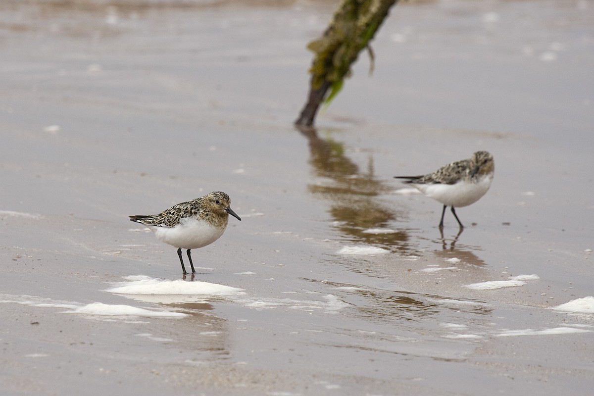 Sanderling - ML613222972