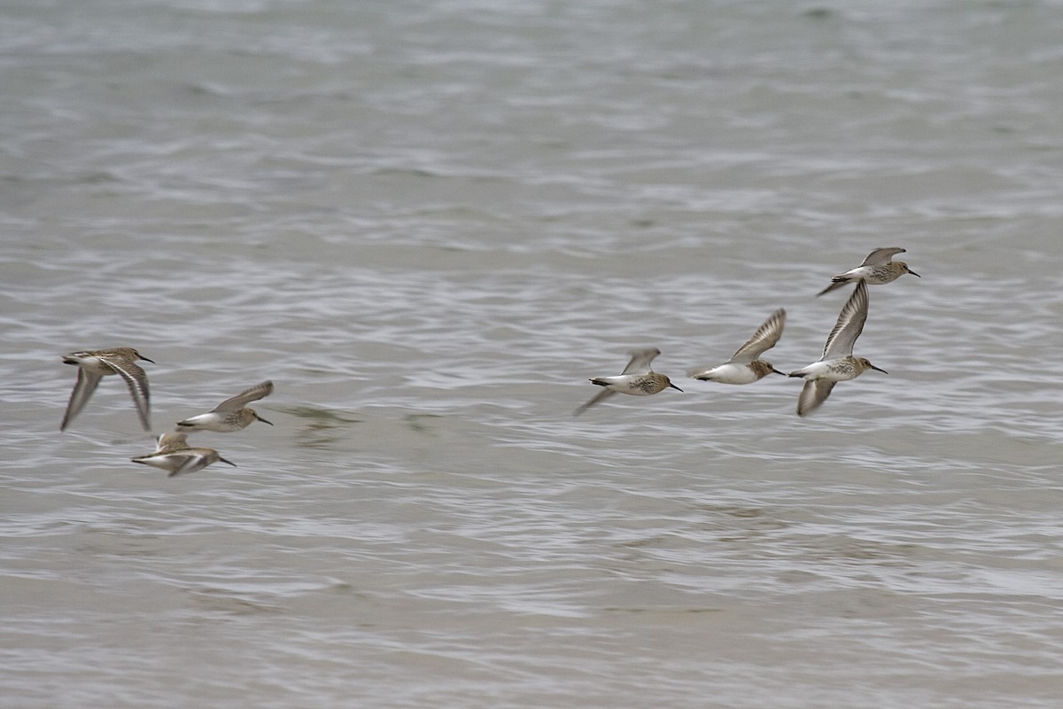 Sanderling - ML613222989