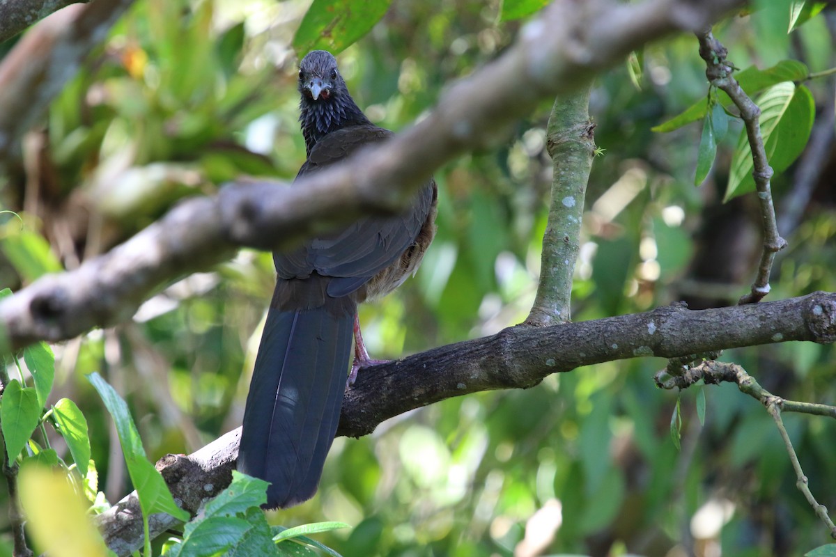 Colombian Chachalaca - ML613222996