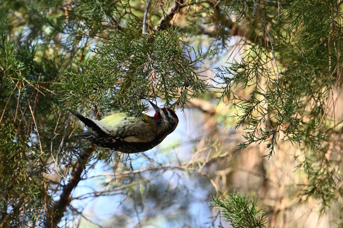 Yellow-bellied Sapsucker - ML613223119