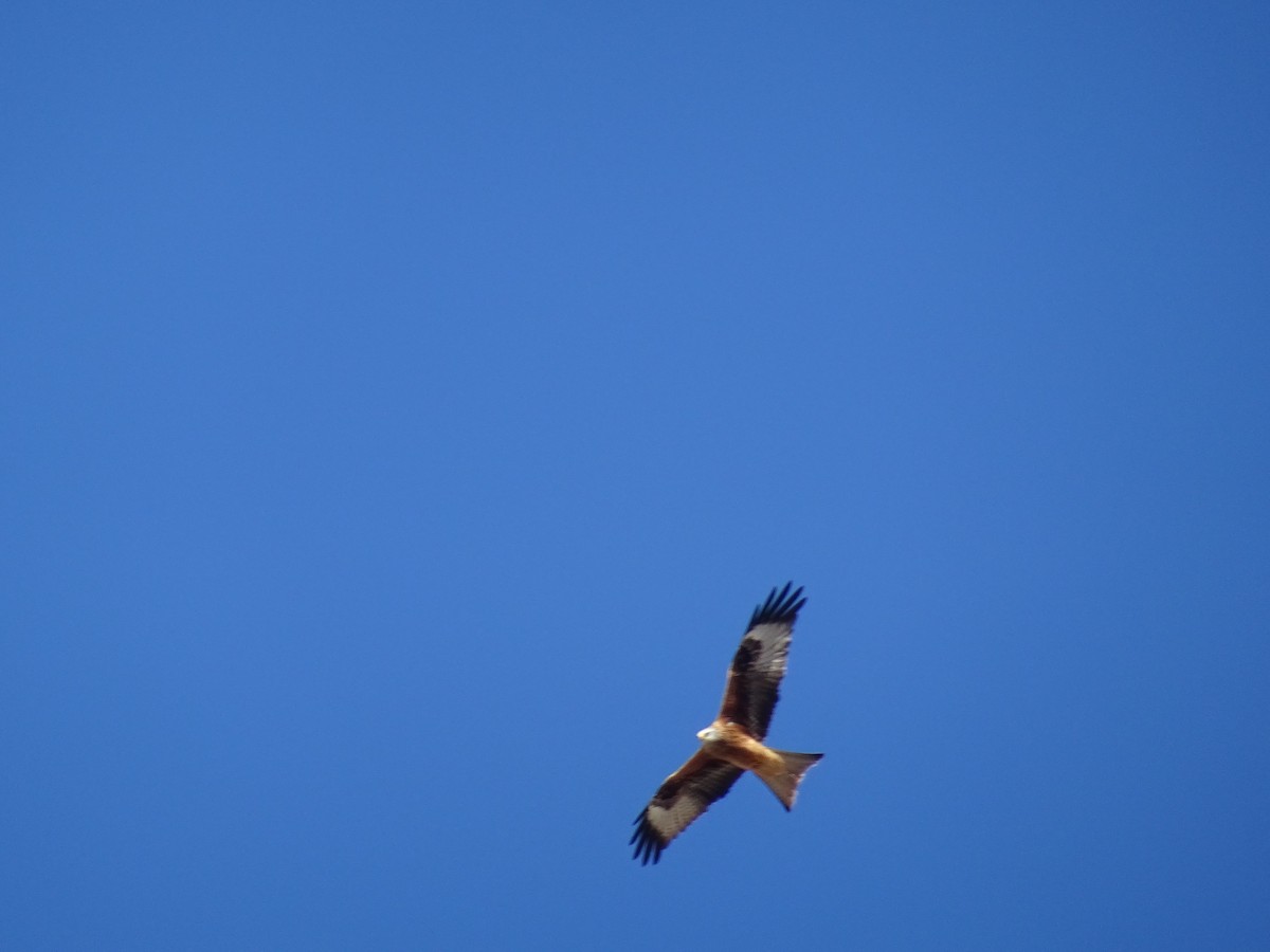 Red Kite - INMACULADA MUELA