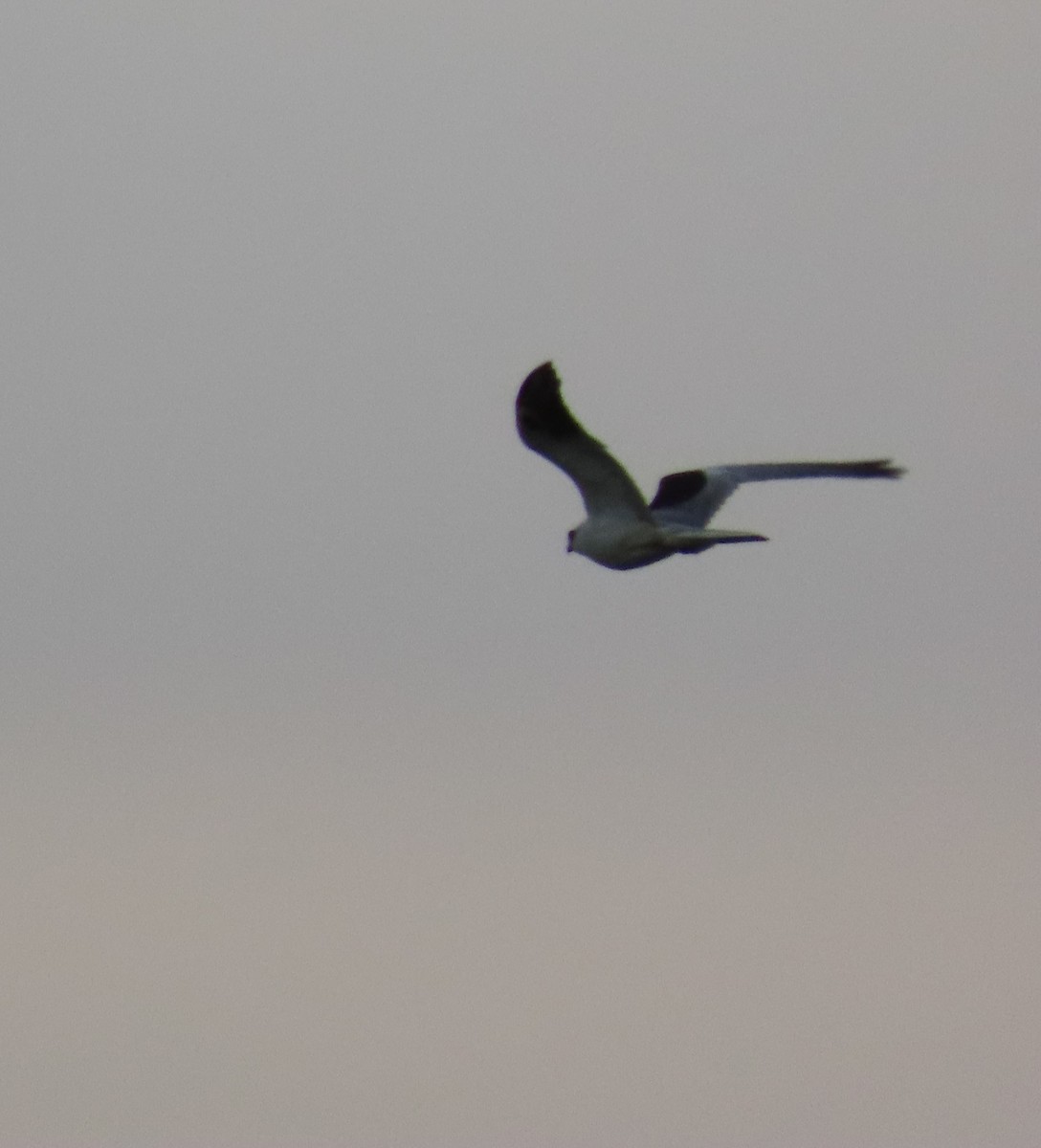 White-tailed Kite - Cathy Olson