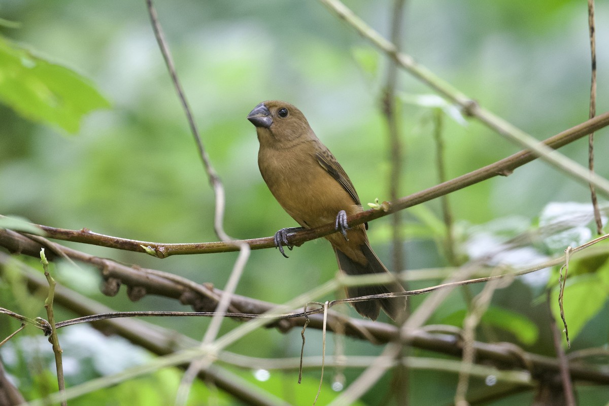 Thick-billed Seed-Finch - ML613223201