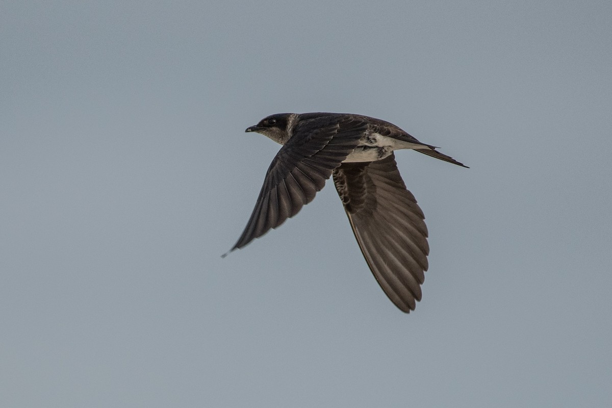 Purple Martin - ML61322321