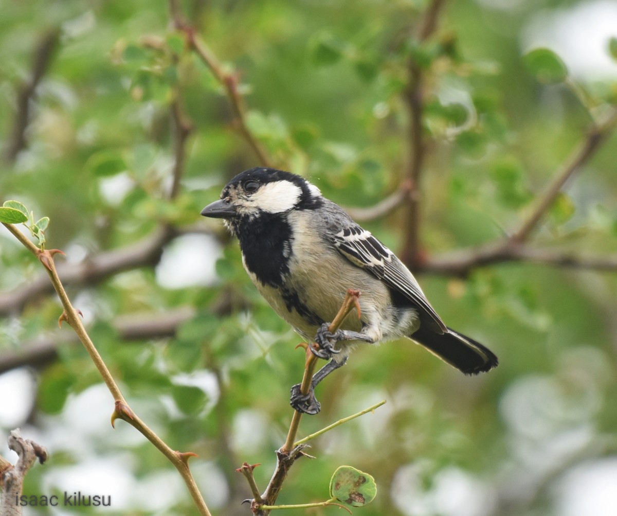 Somali Tit - ML613223223