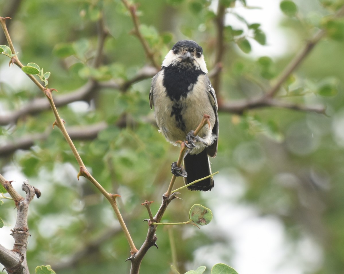 Somali Tit - isaac kilusu