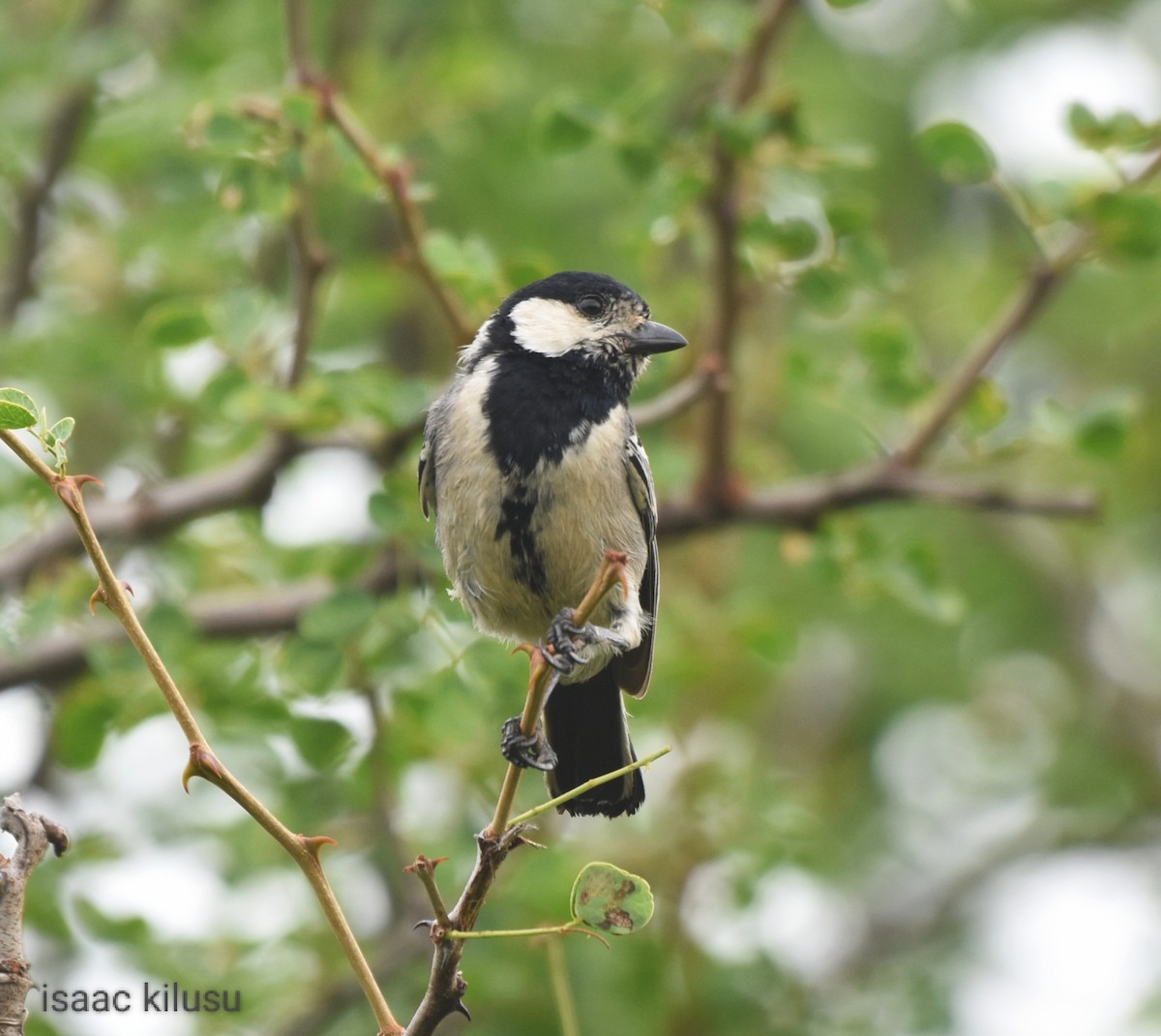 Somali Tit - ML613223225