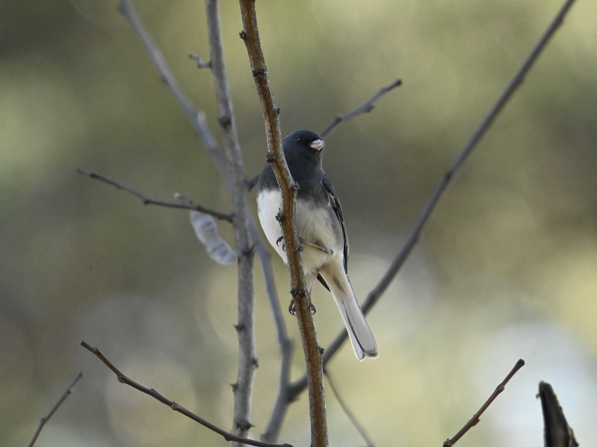 Junco Ojioscuro - ML613223227