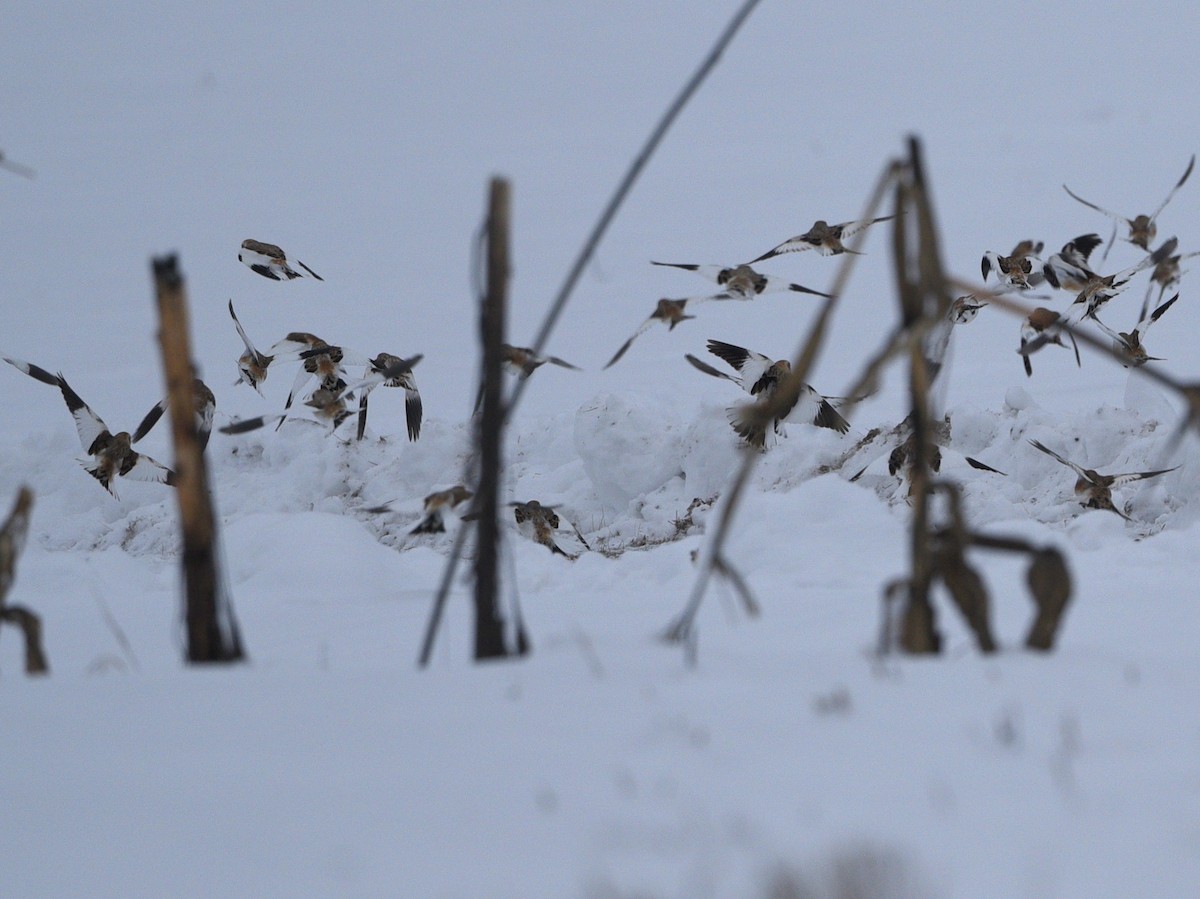 Snow Bunting - Wendy Hill