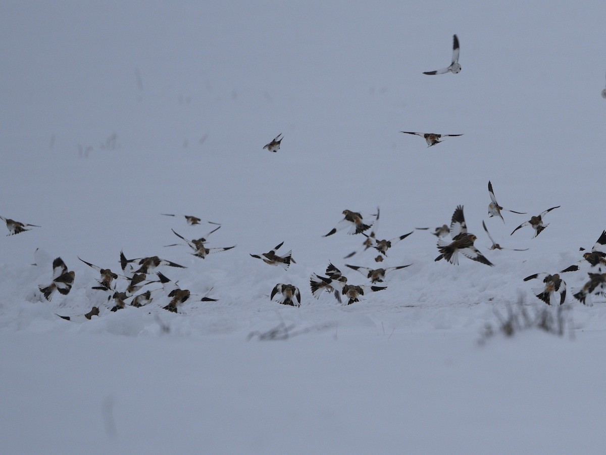 Snow Bunting - ML613223236