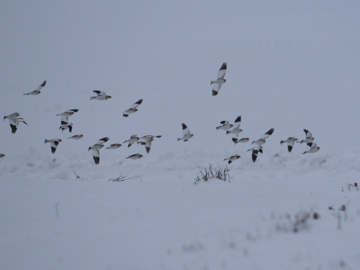 Snow Bunting - ML613223237