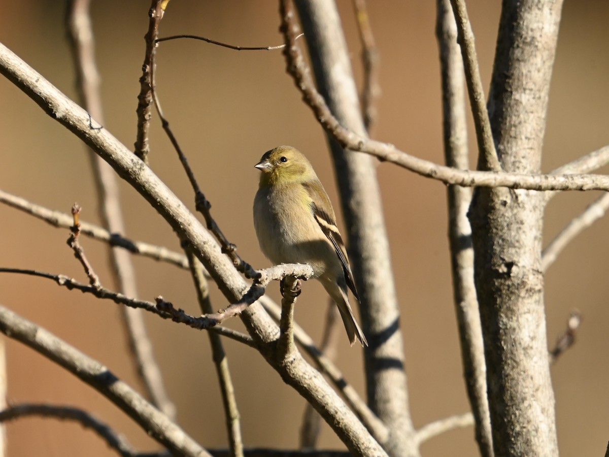 American Goldfinch - ML613223290