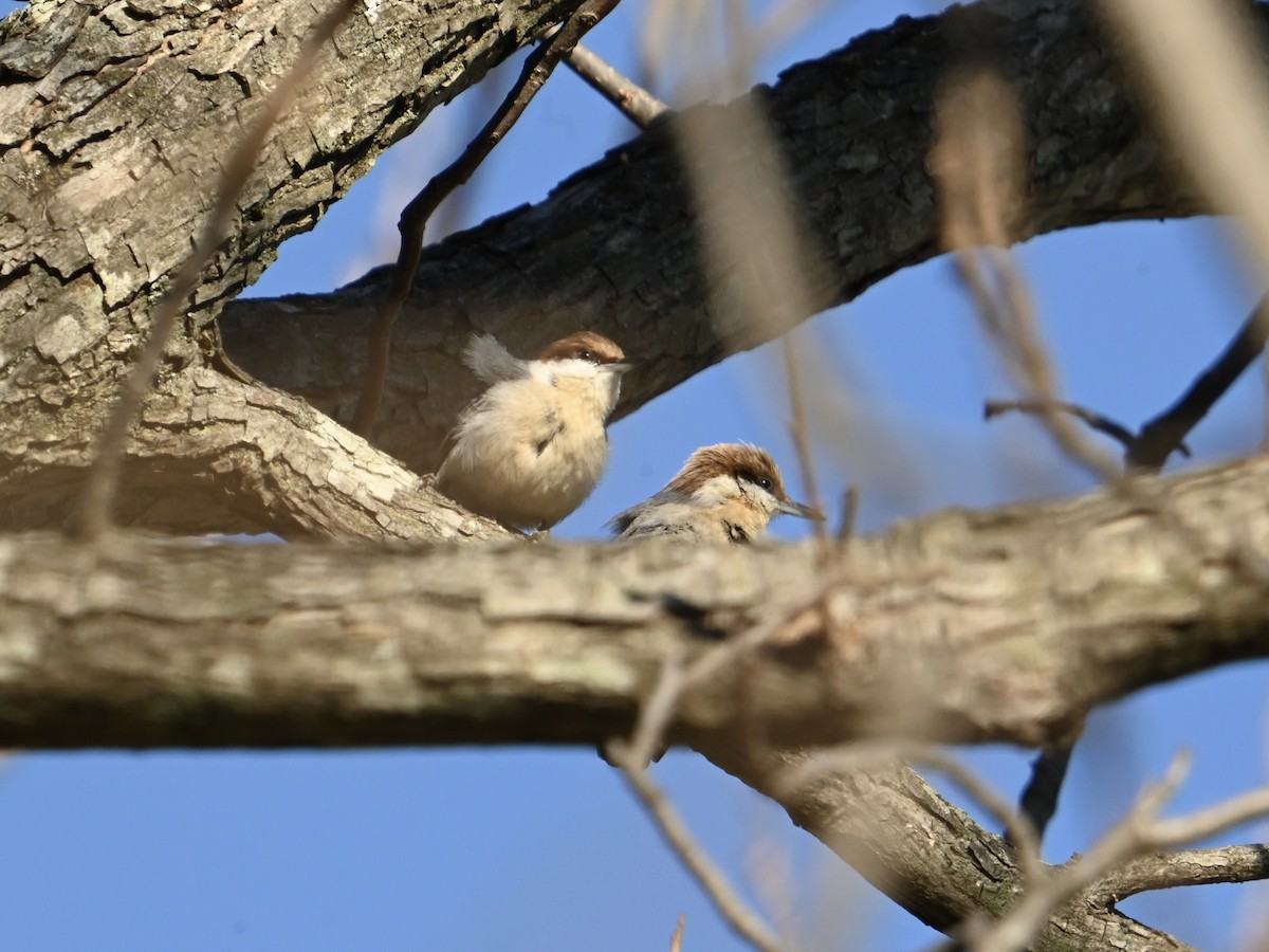 Brown-headed Nuthatch - ML613223347