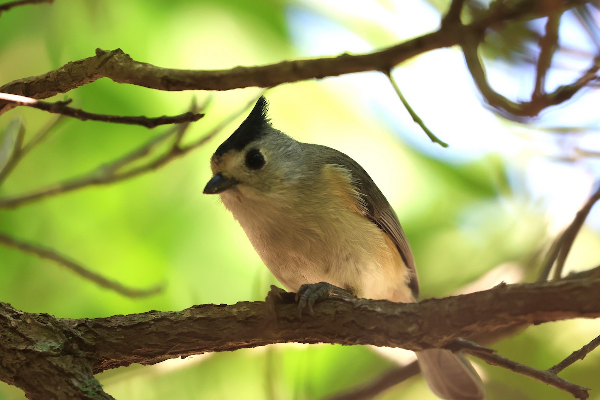 Black-crested Titmouse - ML613223361