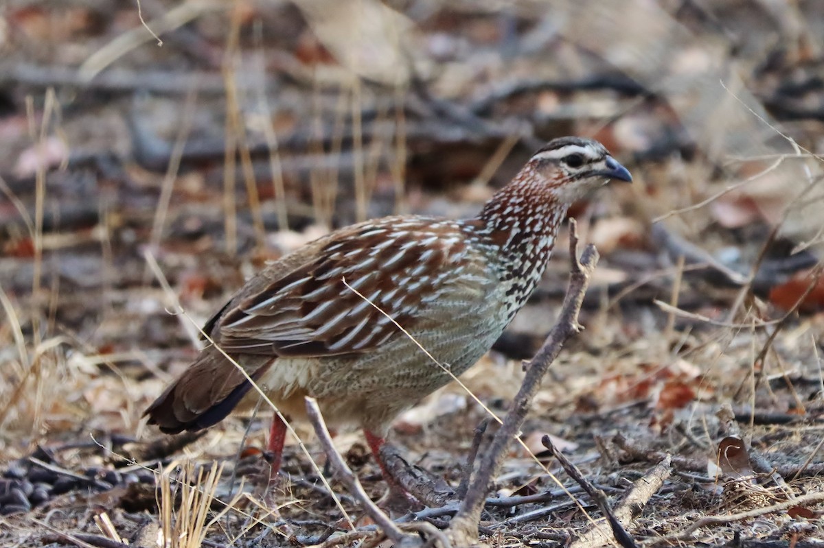 Crested Francolin - ML613223375