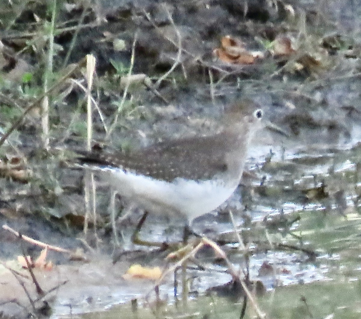 Solitary Sandpiper - Laura Wilson