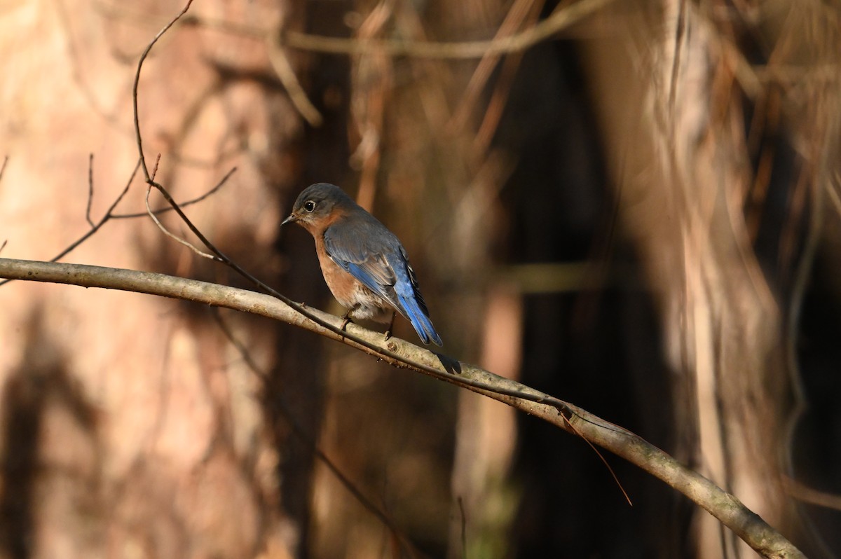 Eastern Bluebird - ML613223400