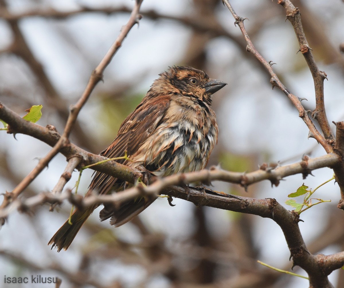 Kenya Rufous Sparrow - ML613223411