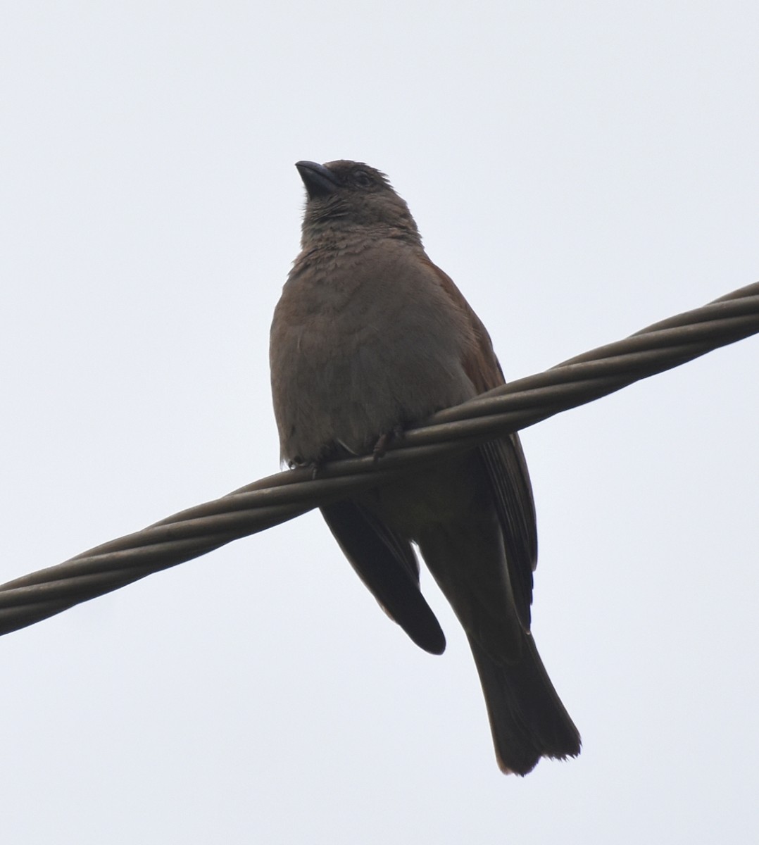 Parrot-billed Sparrow - ML613223435