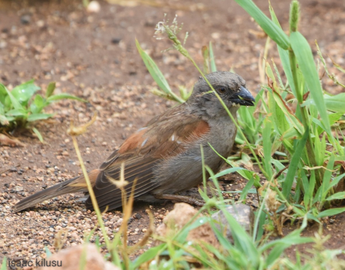 Parrot-billed Sparrow - ML613223436