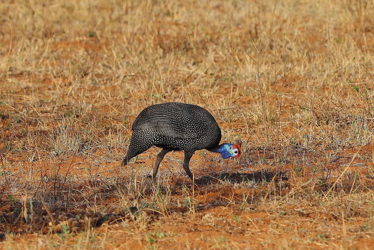 Helmeted Guineafowl - ML613223486