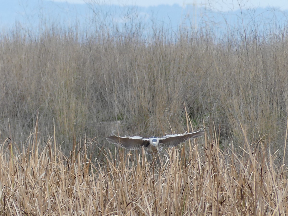 Black-crowned Night Heron - ML613223496