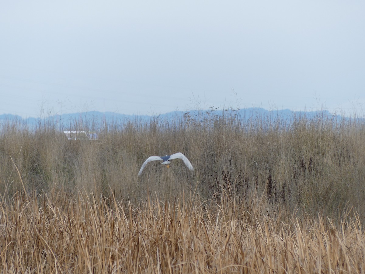 Black-crowned Night Heron - ML613223497