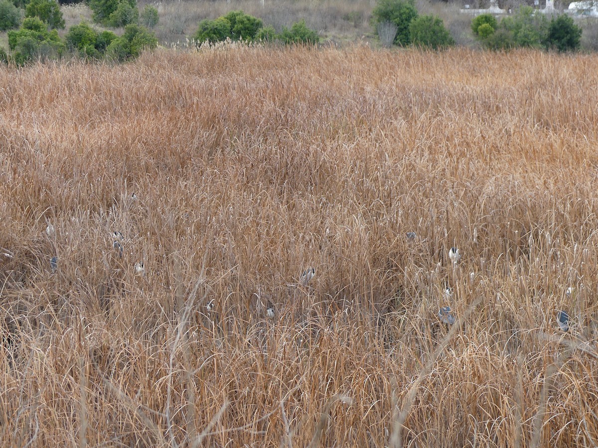 Black-crowned Night Heron - ML613223498