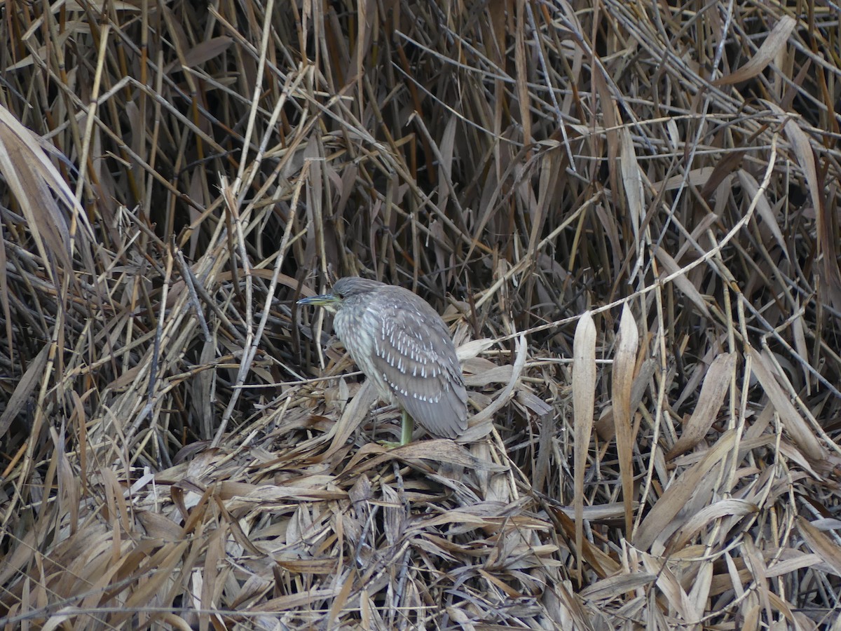 Black-crowned Night Heron - ML613223499