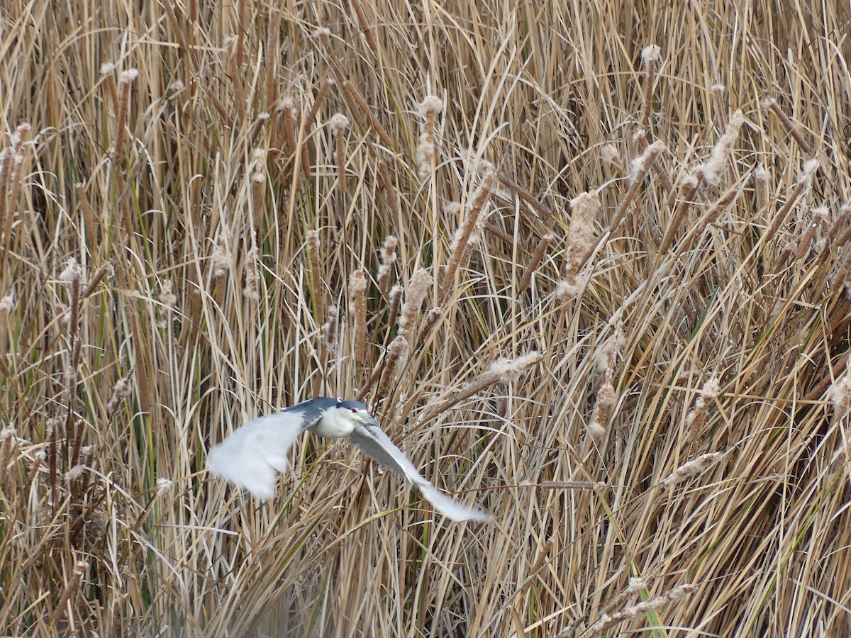 Black-crowned Night Heron - ML613223500