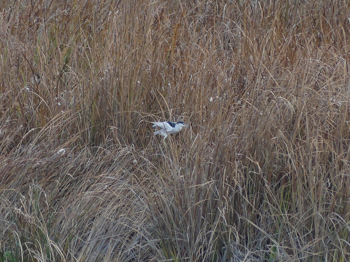 Black-crowned Night Heron - ML613223501