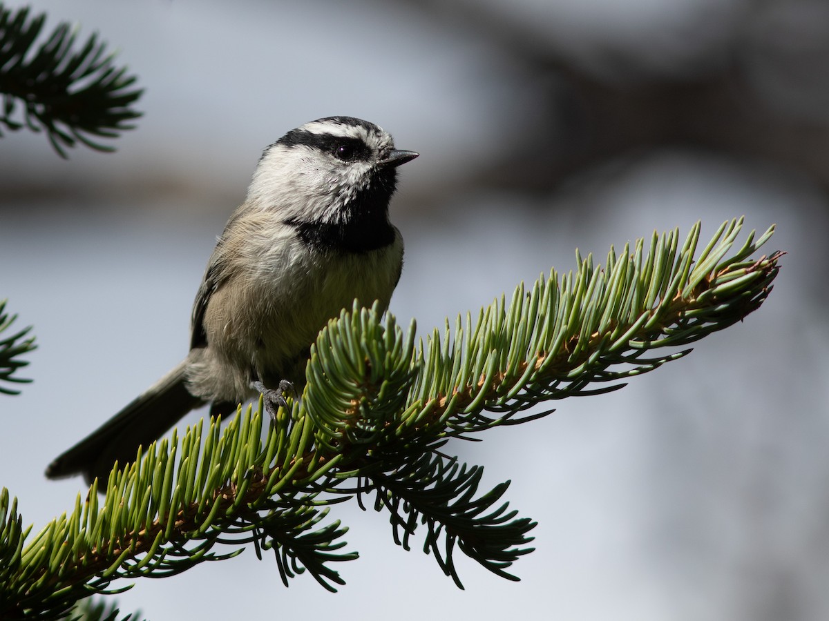 Mountain Chickadee - ML613223522
