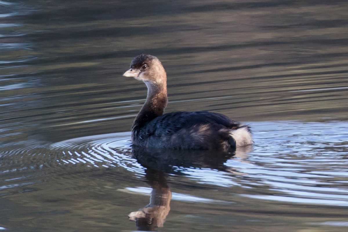 Pied-billed Grebe - ML613223526