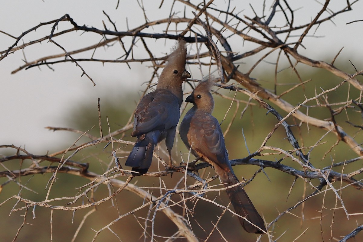 Turaco Unicolor - ML613223537