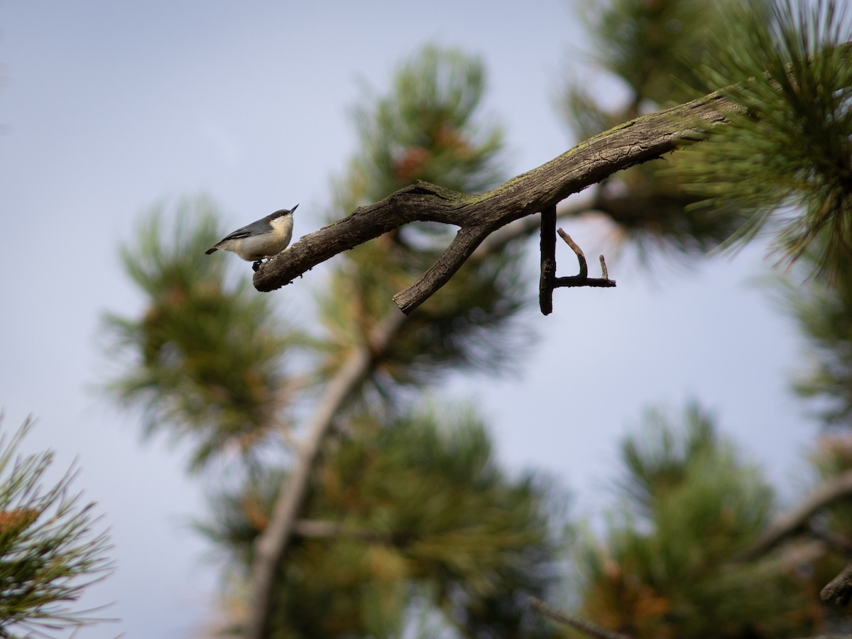 Pygmy Nuthatch - ML613223539