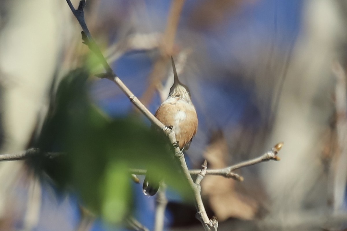 Colibrí Rufo - ML613223541