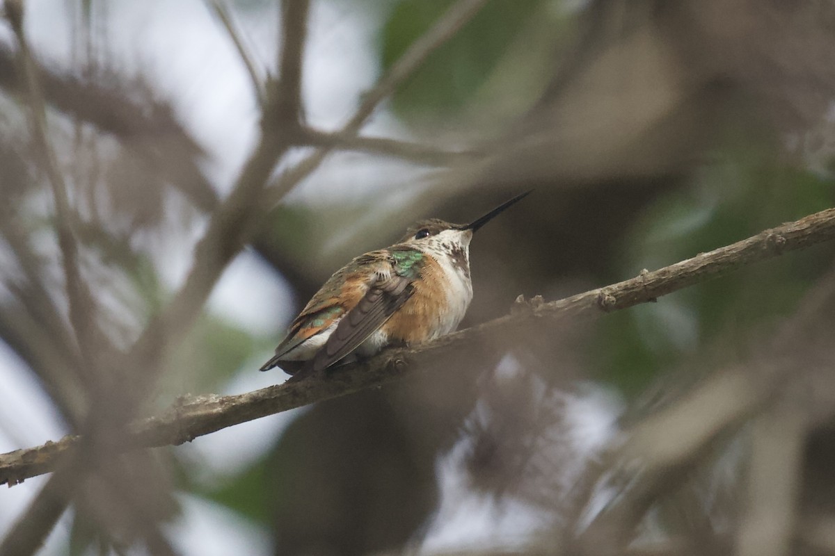 Rufous Hummingbird - ML613223542