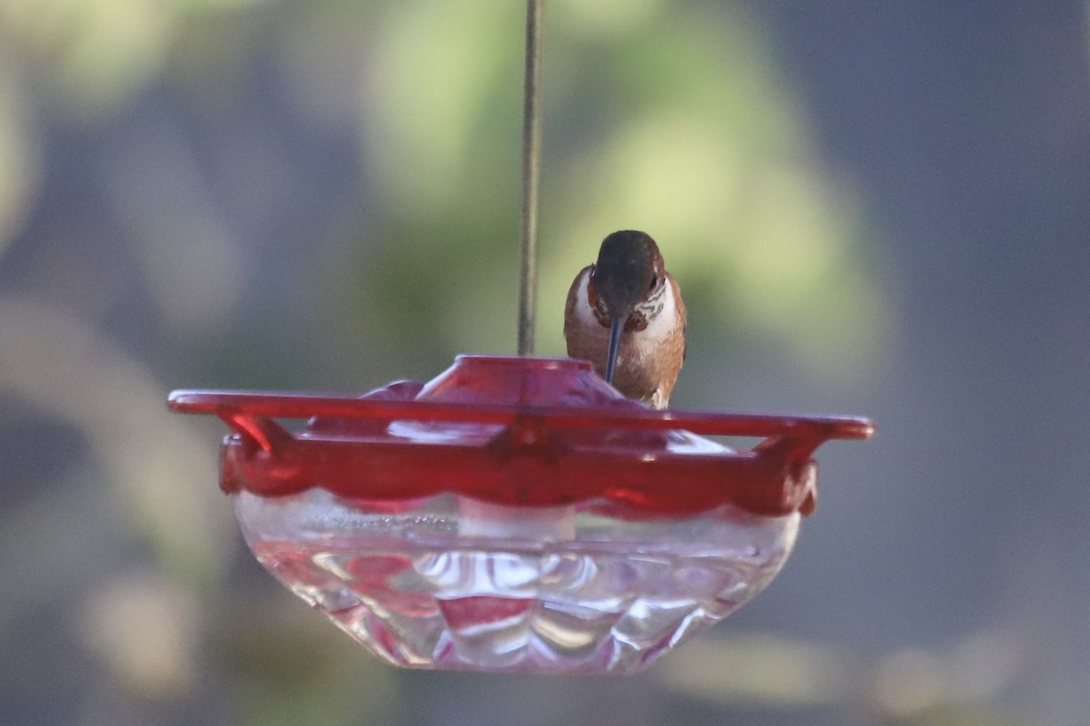 Rufous Hummingbird - ML613223543