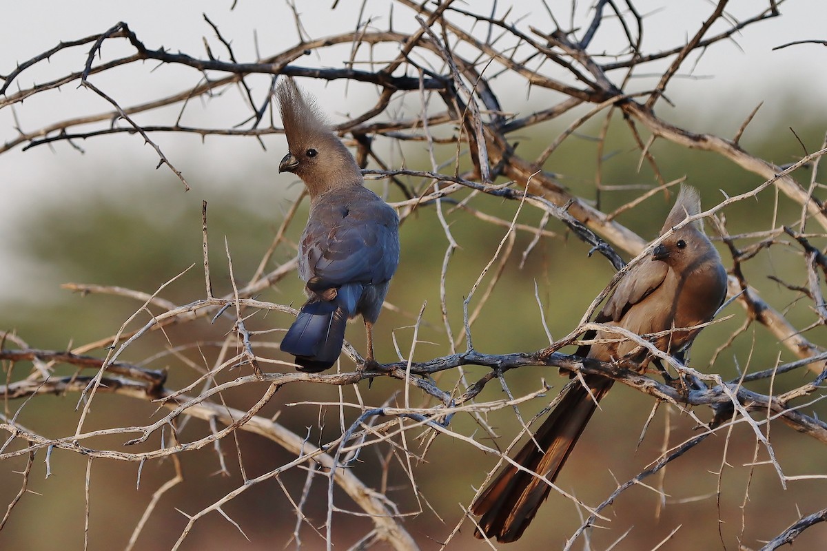 Turaco Unicolor - ML613223544