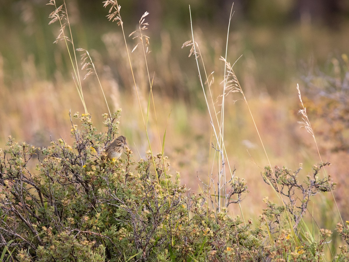 Lincoln's Sparrow - ML613223550
