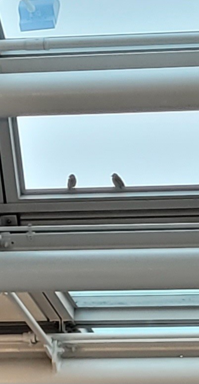 House Sparrow - ML613223557